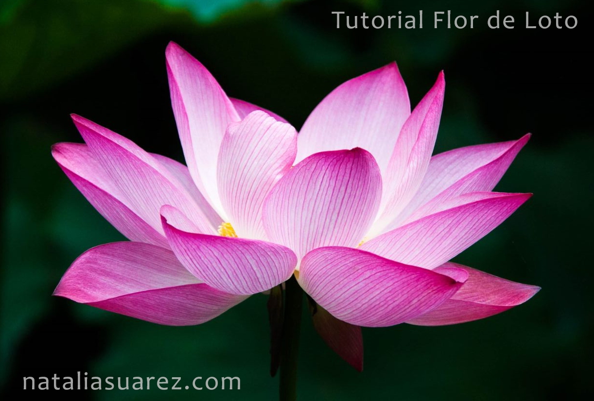 flor de loto imagen de referencia