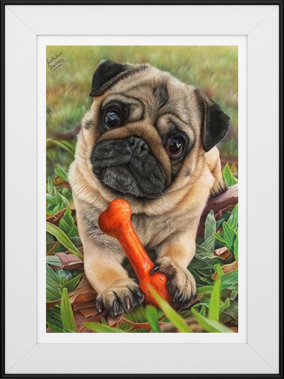 galeria animales domesticos